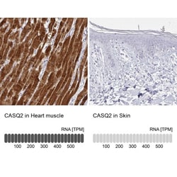 Calsequestrin 2 Antibody, Novus Biologicals:Antibodies:Primary Antibodies